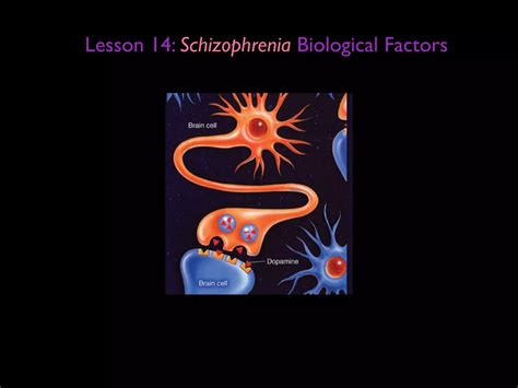 Lesson 14 schizophrenia biological factors | KEY