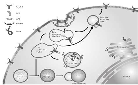 Lrba In The Regulation Of Vesicular Trafficking Ctla Is A Receptor