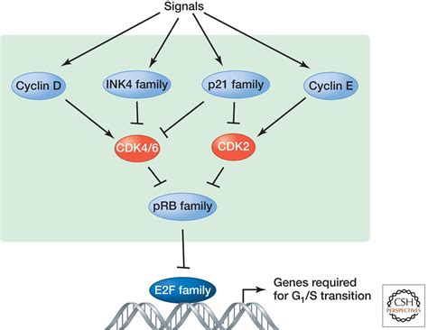 Signaling Pathways That Control Cell Proliferation