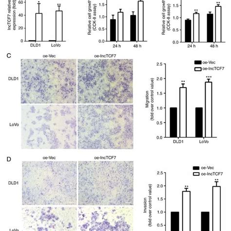 Lnctcf7 Overexpression Stimulates Crc Cell Migration And Invasion Dld1