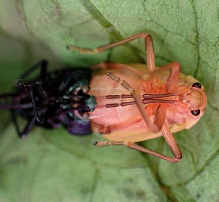 Largus Succinctus Moult From Fifth Instar To Adult Series Am