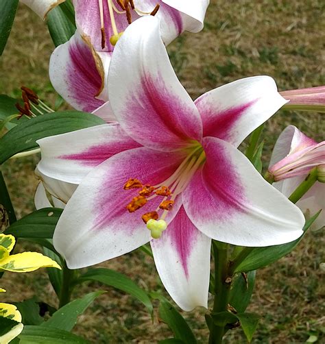 garden-lily-flower – Writing Barn