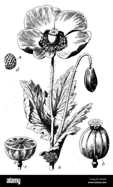 La Amapola Papaver Somniferum Libro De Nica Fotograf A De