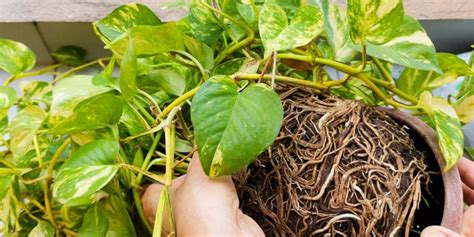 Save A Money Tree From Root Rot In 5 Steps Gfl Outdoors