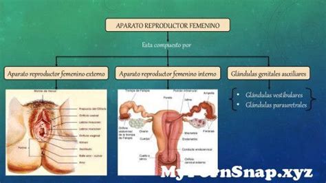 Diagrama Sistema Reproductor Femenino From Aparato