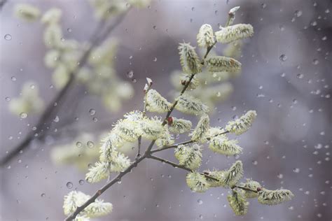 Pussy Willows Wet With Rain Cate Flickr