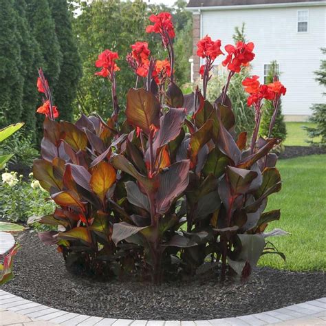 Canna Tropicanna Black A Vigorous Canna With Glossy Dark Maroon