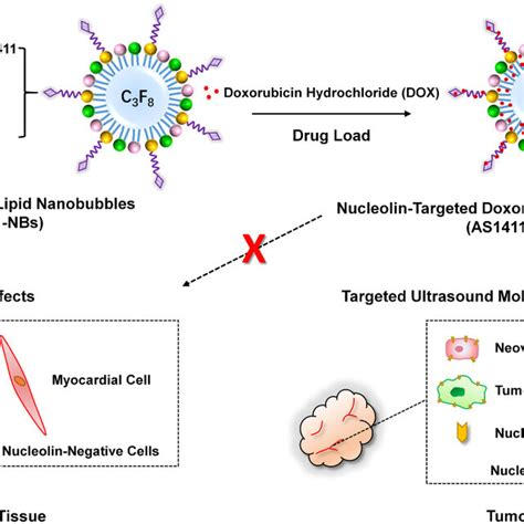 Schematic Diagram Of Nucleolin Targeted Doxorubicin Loaded Lipid