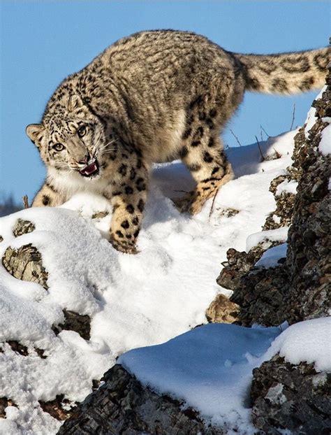 Facts About Snow Leopards Habitats