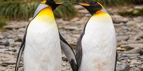 Gay Penguins Steal Entire Nest From Lesbian Penguins To Become Dads