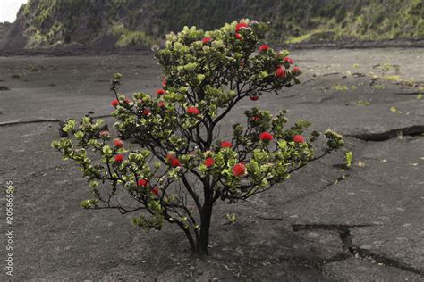 Red Ohia Lehua Tree Bush Big Island Hawaii Stock Photo Adobe Stock