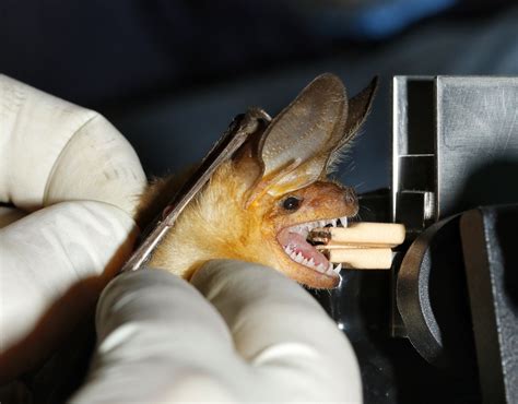 Do Little Brown Bats Bite Humans At Ronald Stokley Blog