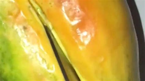 Papaya Gay Porn XHamster