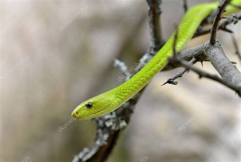 La Mamba Verde Occidental Dendroaspis Viridis Es Una Serpiente