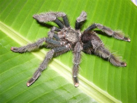 Pink Toe Tarantula: Care, Habitat, Diet, Housing & More! - Pets Nurturing