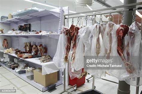 980 Plastinated Human Body Stock Photos, High-Res Pictures, and Images - Getty Images