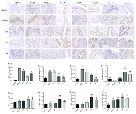 Protein Expression Of IDO1 PI3KCA AKT1 PTEN Caspase 9 FADD LC 3