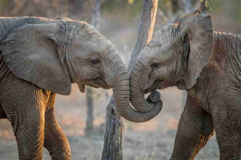 The Sisterhood Of Female Elephants 14 Inspiring Facts Gal Pal Lifestyle