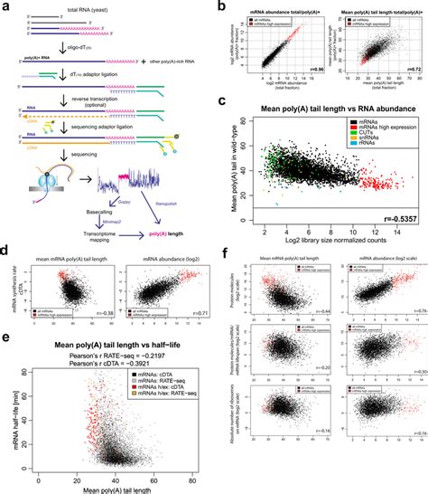 RNA Poly A Tail Length Anticorrelates With RNA Expression A Schematic