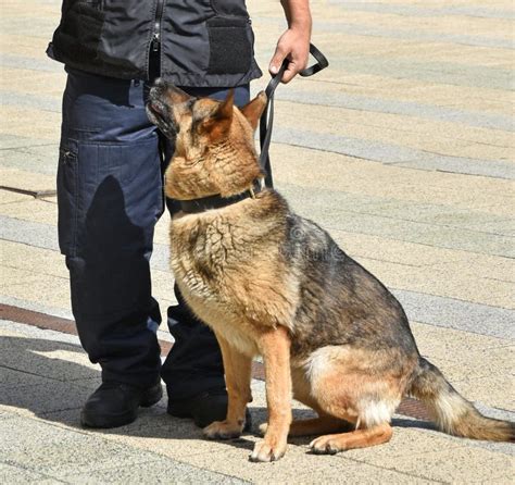 Oficial De Policía Y Su Perro De Pastor Alemán Foto de archivo - Imagen ...