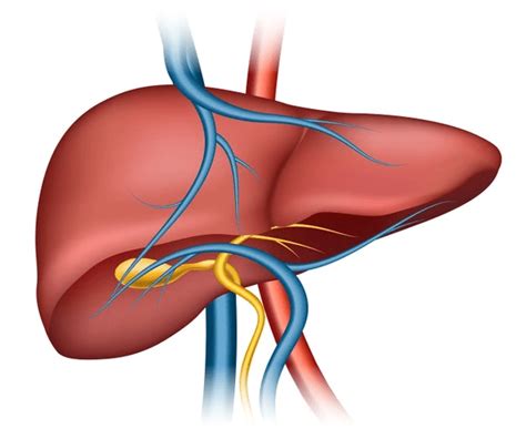 Tipuri De Hepatita Cauze Simptome Tratament Si Preventie Dr Max