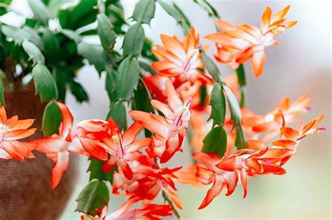 How To Care For Christmas Cactus Year Round So It Can Live 100 Years Seriously Garden Betty