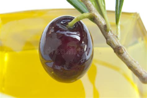 Shiny Olive Stock Image Image Of Plant Leaf Summer 22090737