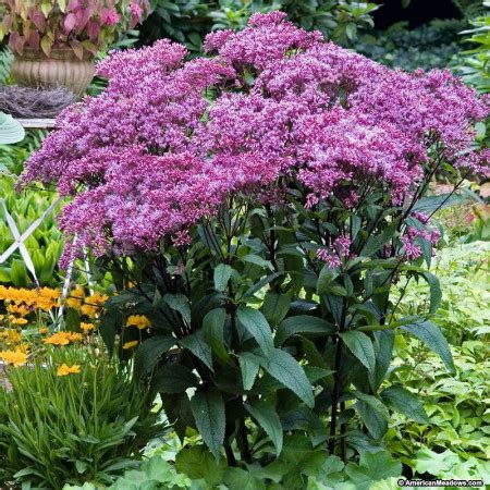 Eupatorium Maculatum Atropurpureum