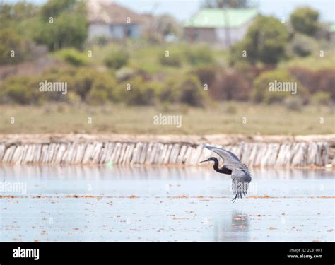 Heron De Humblot Ardea Humbloti En Peligro De Extinci N En Madagascar