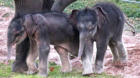 Twin elephants are born at a zoo in New York; done is considered rare ...