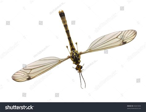 11,321 Mosquito Wings Stock Photos, Images & Photography | Shutterstock