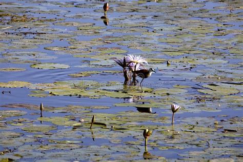 African Jacana Acanthophilornis Africanus Looking For Food On A Lake