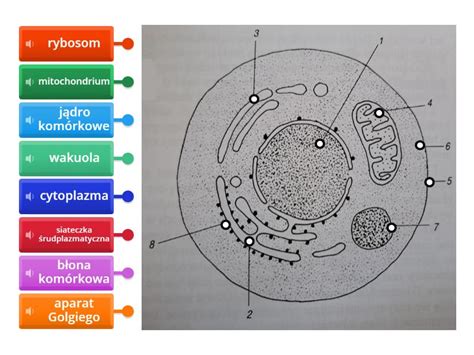 schemat budowy komórki zwierzęcej Rysunek z opisami