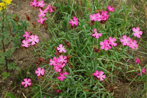 Dianthus carthusianorum