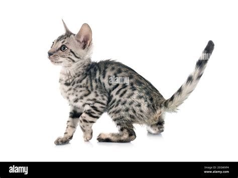 Bengal Cat In Front Of White Background Stock Photo Alamy