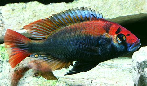 Ruby Green Cichlid (Haplochromis sp. Ruby Green) - Tropical Fish Keeping