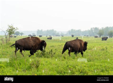 Plains Bisons Bison Bison Bison At Elk Island National Park In