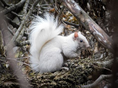 How Rare Is a White Squirrel? - Elizabeth Whitworth