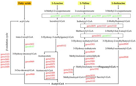 Pathways Of Valine Leucine Isoleucine And Fatty Acids Degradation