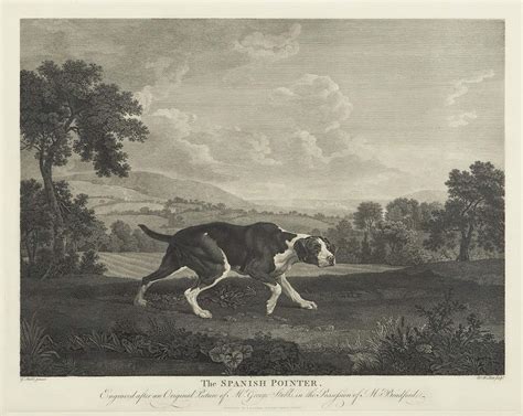 spanish pointer gerrish fine art