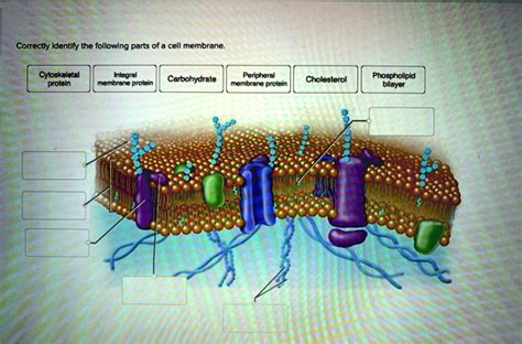 SOLVED Correcty Identify The Following Parts Ol Cell Membrane