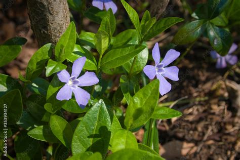 Blue Flowers Vinca Periwinkle Perennial Vinca Minor Creeping Myrtle