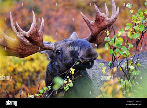 Alaska Moose Tundra Moose Yukon Moose Alces Alces Gigas Feeding On