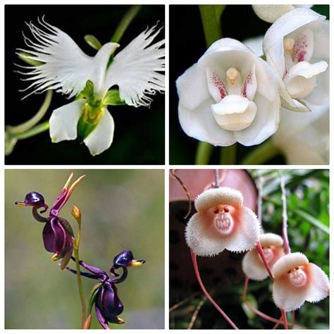 Orchids That Look Like Animals WWF Discovers New Species Of Orchids In