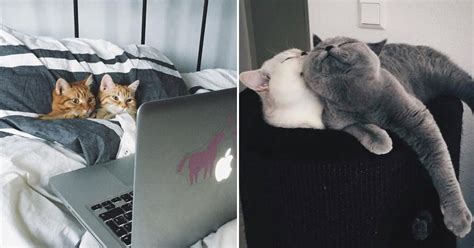 Adorable Cat Couples That Will Melt Your Heart Small Joys