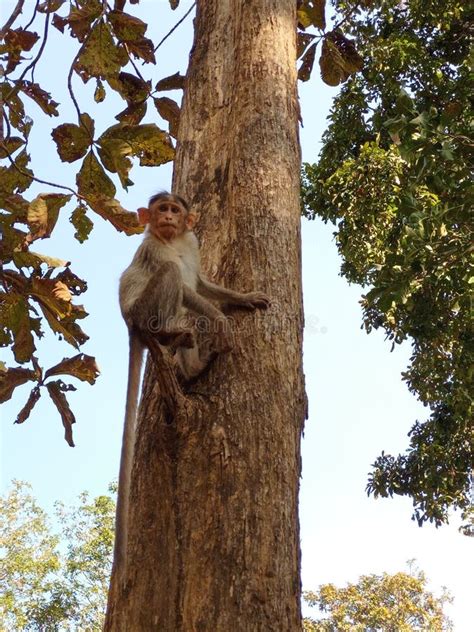 A Baby Monkey Sitting on the Tree Lucking at Camera Close-up Photo ...