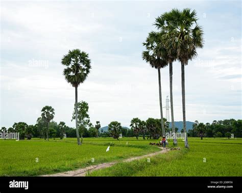 Landscape Of Countryside In Mekong Delta Vietnam Rural Road With Palm