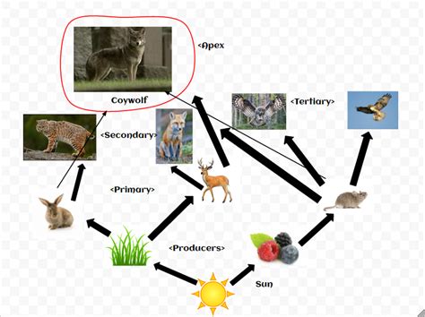 Food Chain - Coywolves center