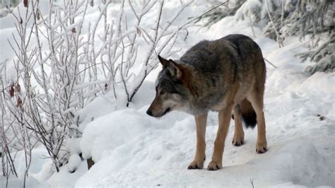 Finland to cull Lapland wolves to curb SSS | The Spokesman-Review