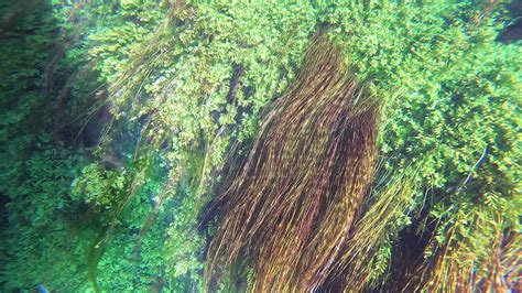 Seaweed and Underwater Plants in Green Leafy Seagrass Meadows 26717522